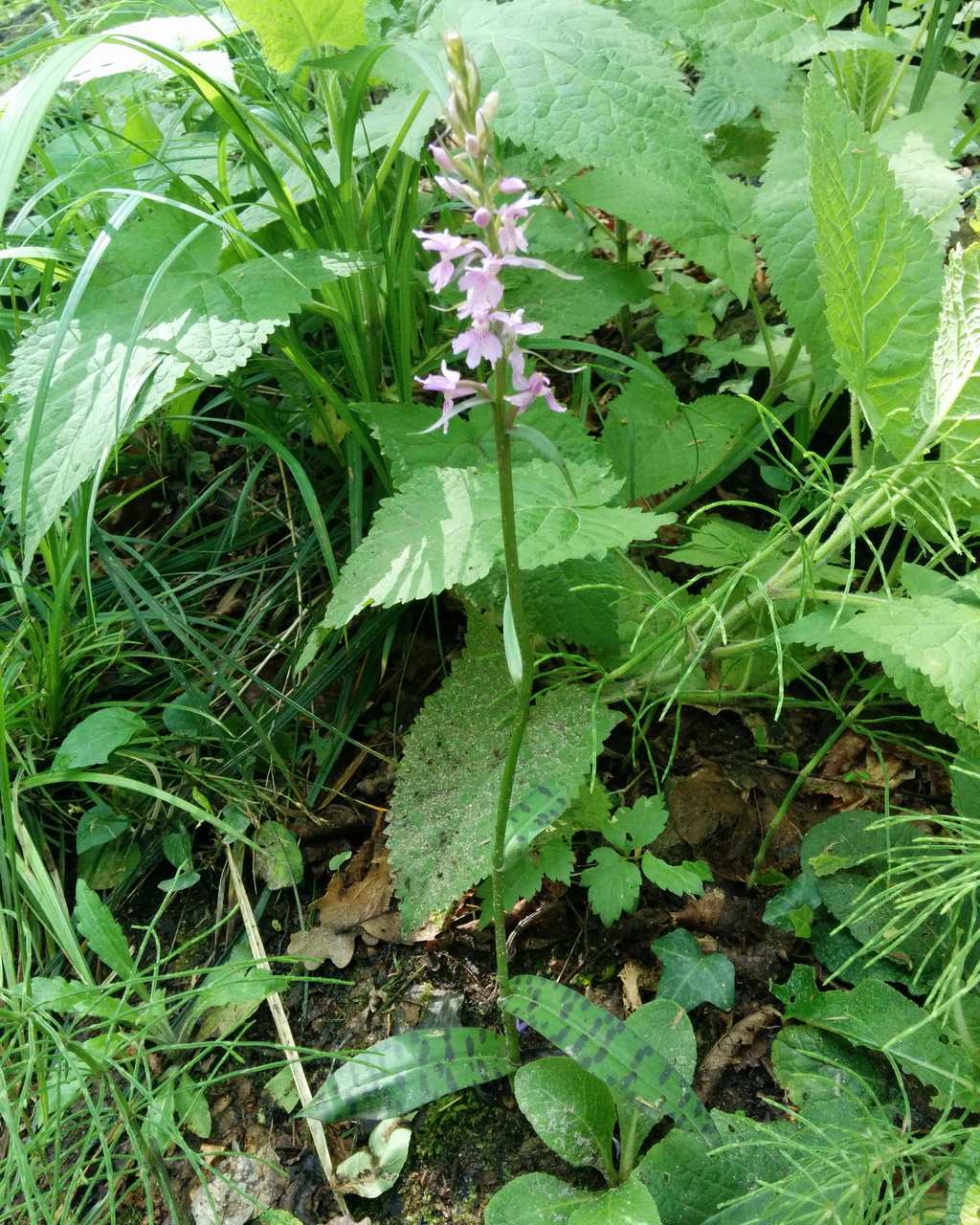 Dactylorhiza maculata subsp. fuchsii